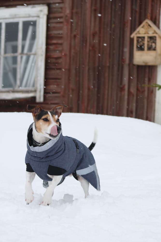 Luosto Dog Winter Jacket koiran talvitakki, 40 cm, harmaa, view: 4
