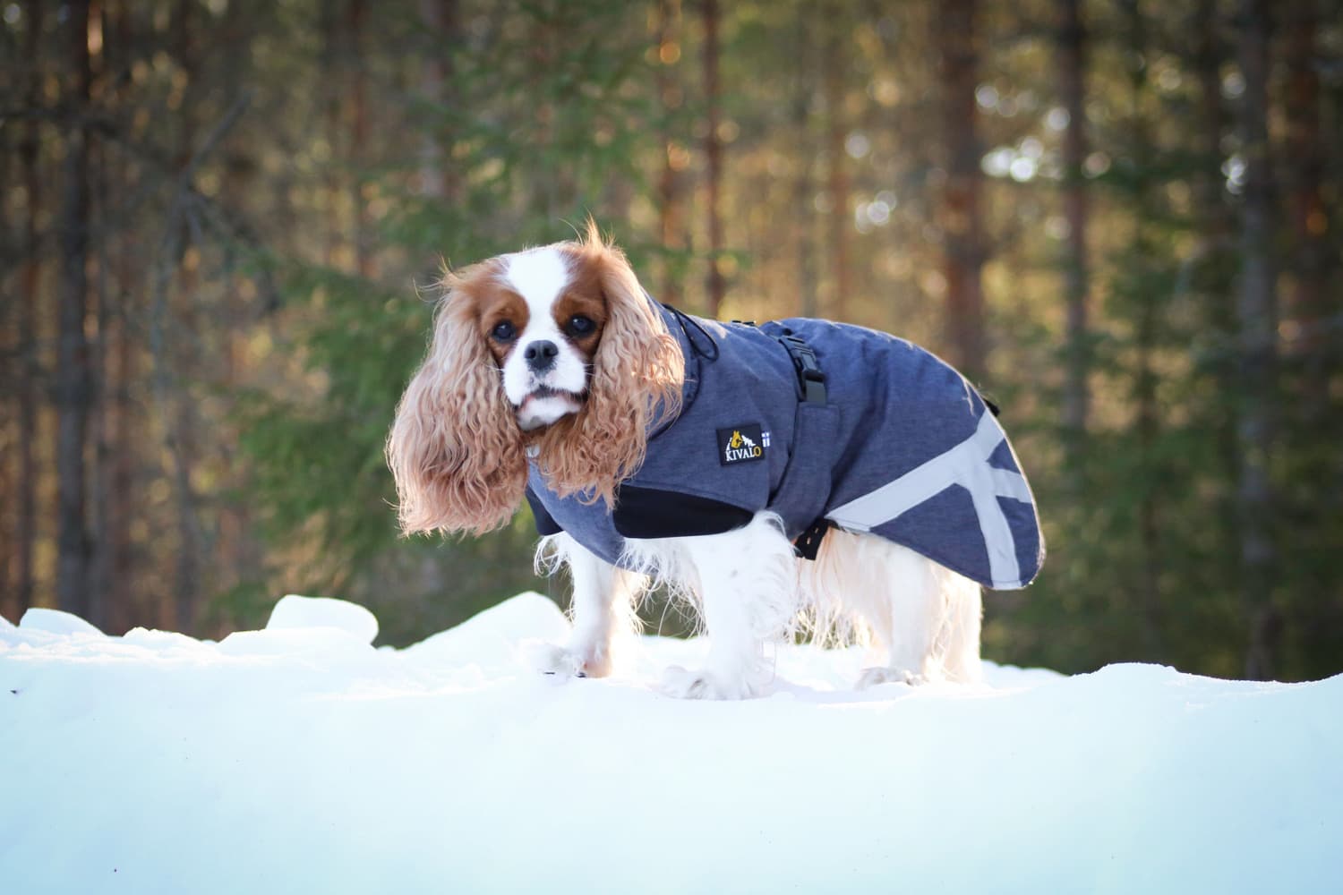 Luosto Dog Winter Jacket koiran talvitakki, 40 cm, harmaa, view: 6