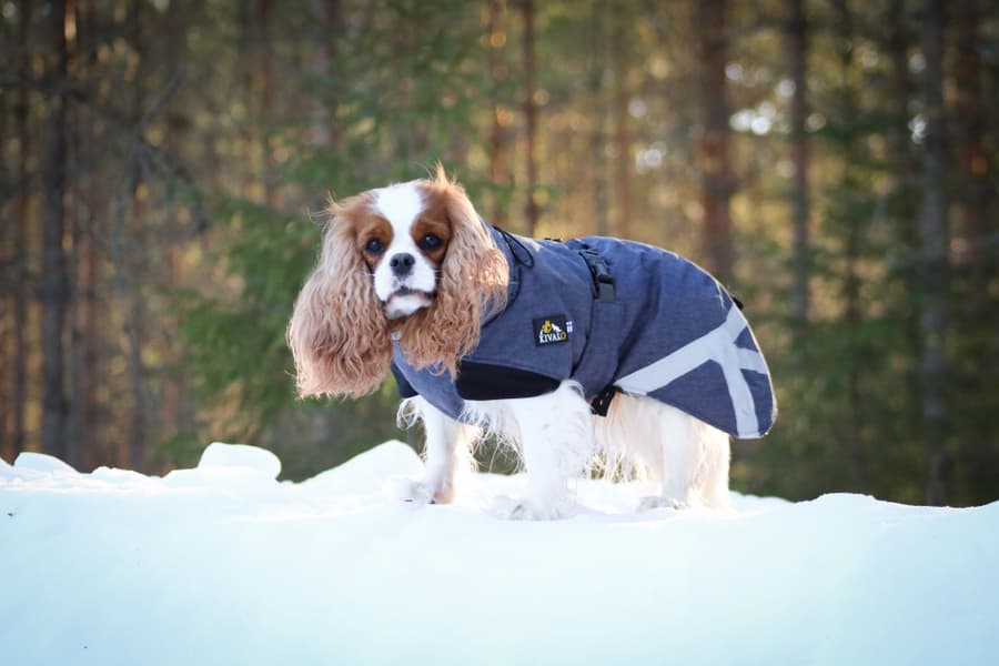 Luosto Dog Winter Jacket koiran talvitakki, 40 cm, harmaa, view: 6