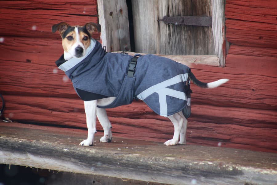 Luosto Dog Winter Jacket koiran talvitakki, 45 cm, harmaa, view: 5