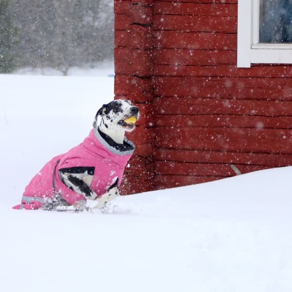 Luosto Dog Winter Jacket koiran talvitakki, 40 cm, pinkki, view: 5