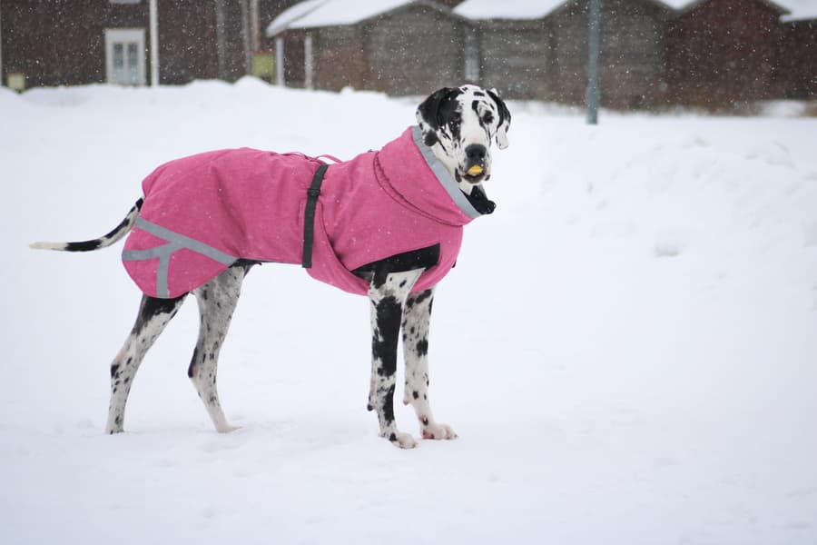 Luosto Dog Winter Jacket koiran talvitakki, 45 cm, pinkki, view: 4