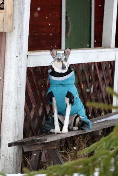 Luosto Dog Winter Jacket koiran talvitakki, 40 cm, petrooli, view: 8