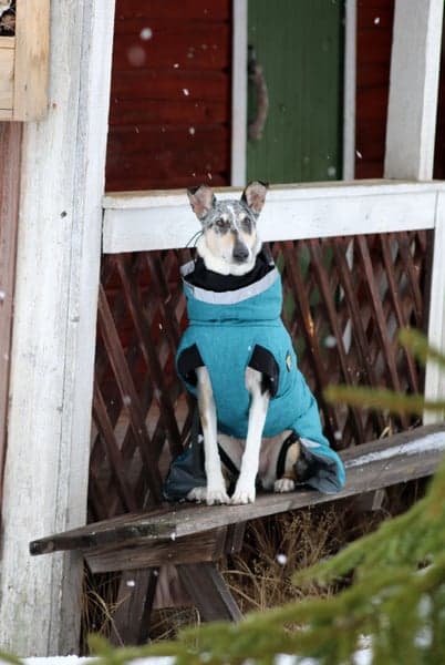 Luosto Dog Winter Jacket koiran talvitakki, 50 cm, petrooli, view: 8