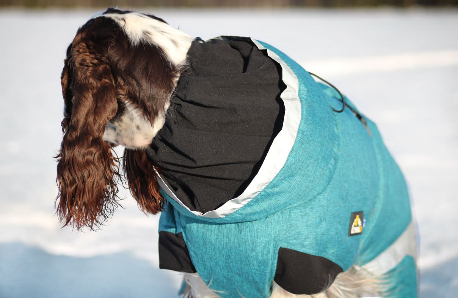 Luosto Dog Winter Jacket koiran talvitakki, 50 cm, petrooli, view: 7