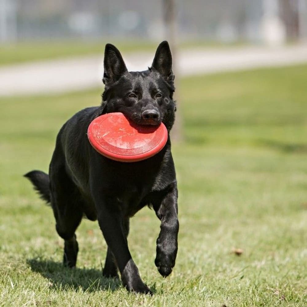 Flyer Frisbee L, view: 1