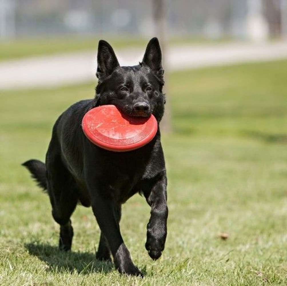 Flyer Frisbee S, view: 2
