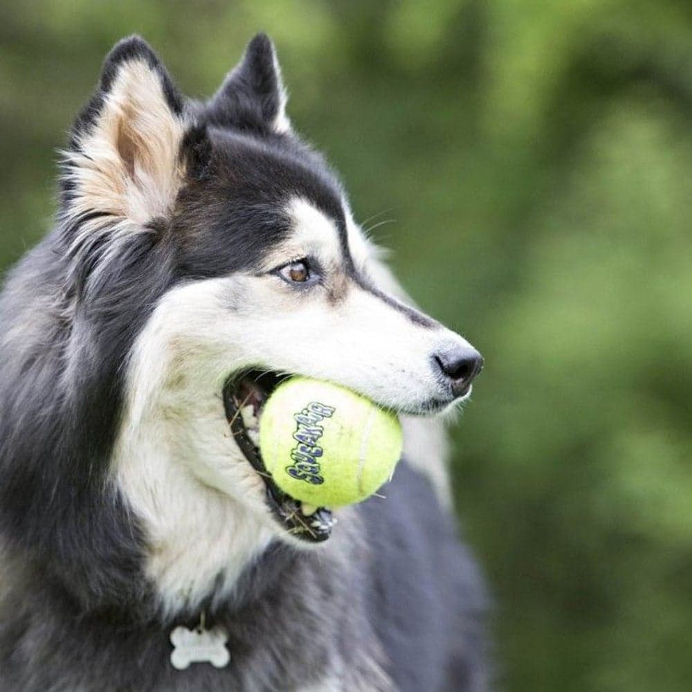 Airdog Squeaker vinkuva tennispallo, L, 2 kpl, view: 1