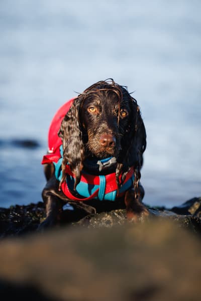 Surf N Turf koirien kelluntaliivi, punainen, view: 1