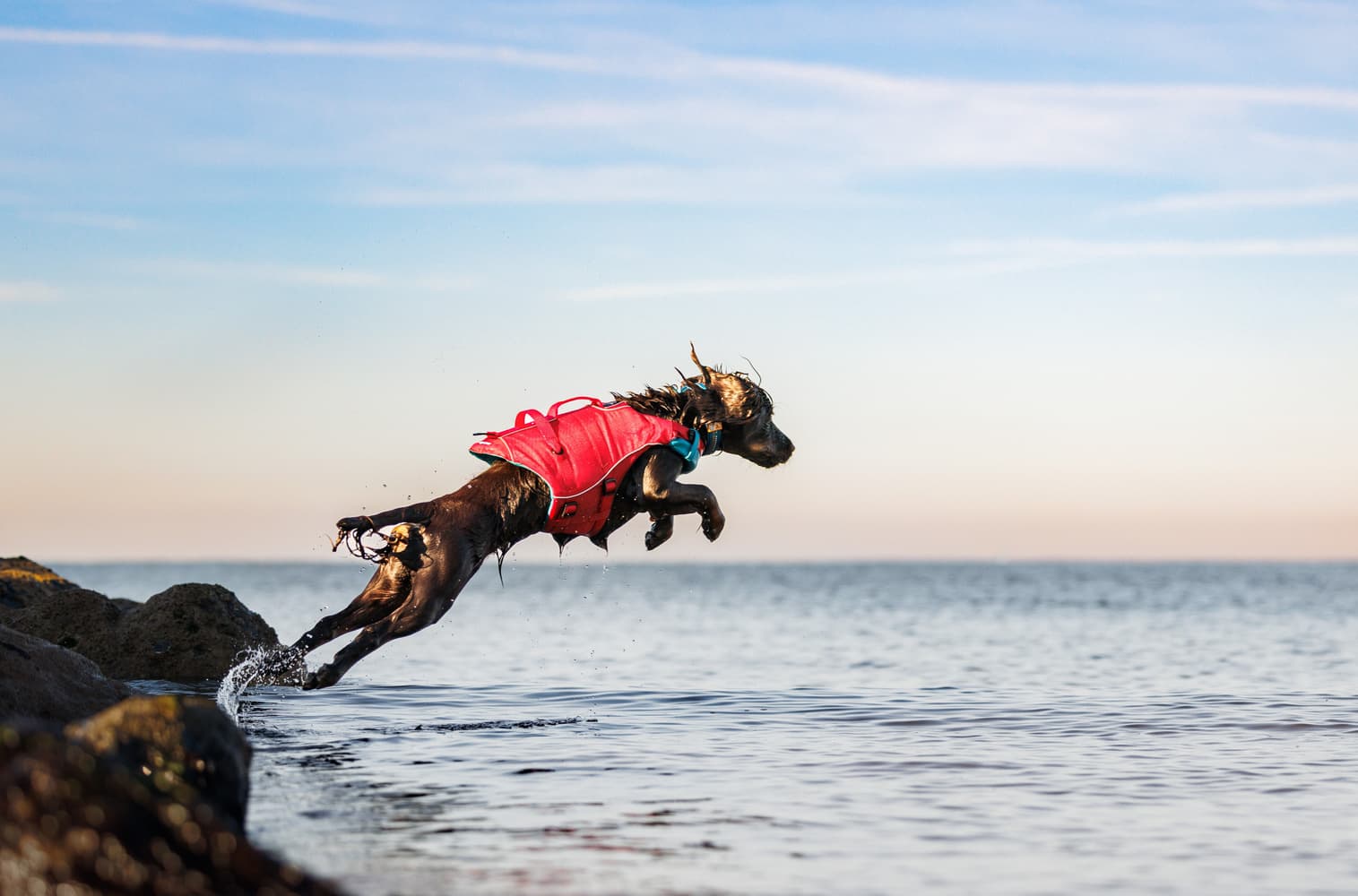 Surf N Turf koirien kelluntaliivi, punainen, view: 7