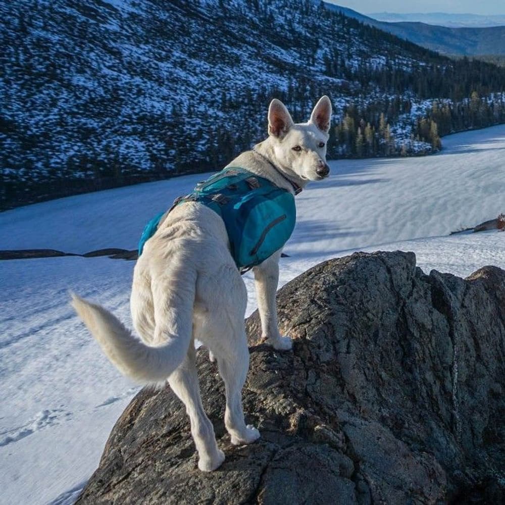 Baxter koiran reppu, sininen, view: 6