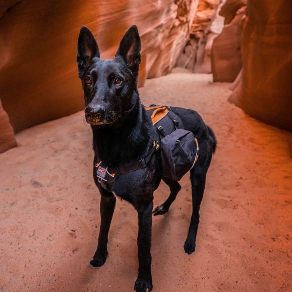 Baxter koiran reppu, musta/oranssi, view: 4