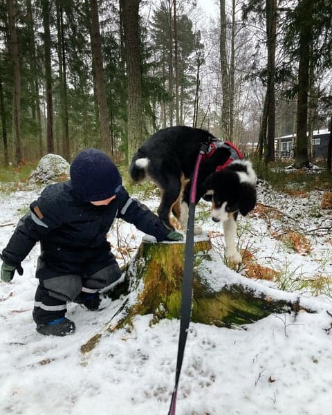 Quantum Leash Reflect & Protect monitoimitalutin, kullankeltainen, view: 3