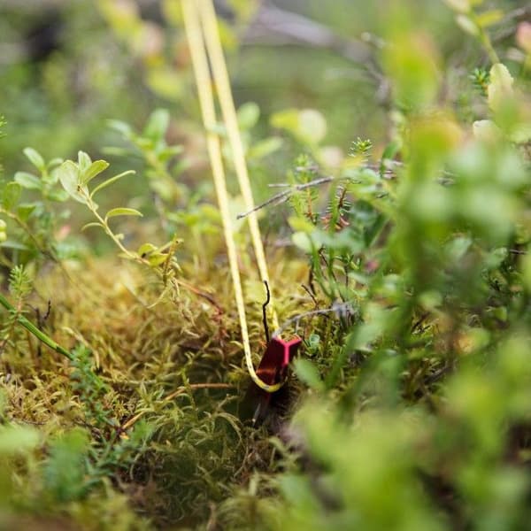 Pegs 19 cm 10 pcs -telttakiilat, view: 2