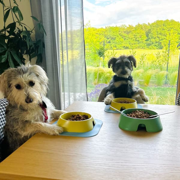 koirankuppi, 400ml, beige, view: 2