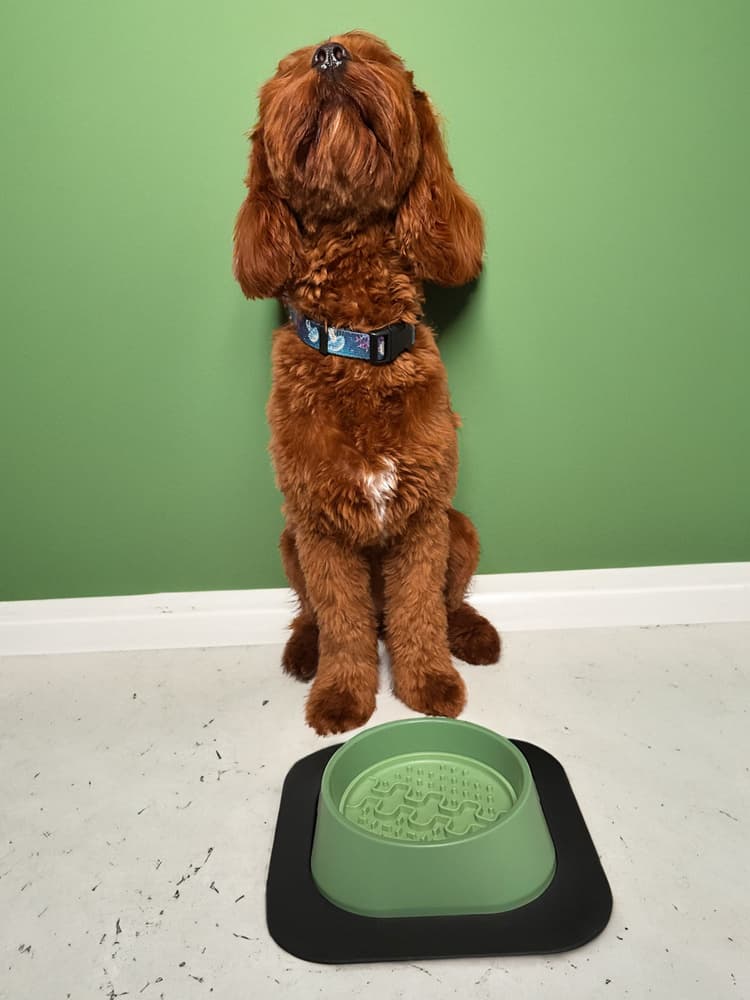 koirankuppi, 400ml, vihreä, view: 2