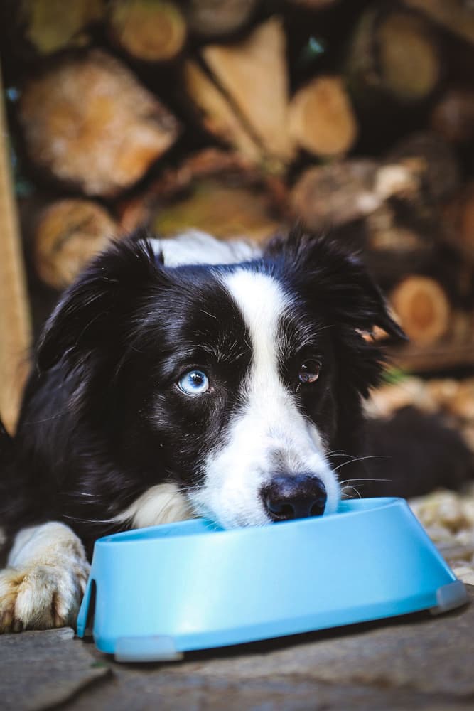 koirankuppi, 400ml, tummanharmaa, view: 1