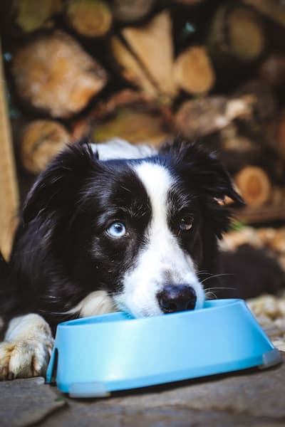 koirankuppi, 400ml, tummanharmaa, view: 1