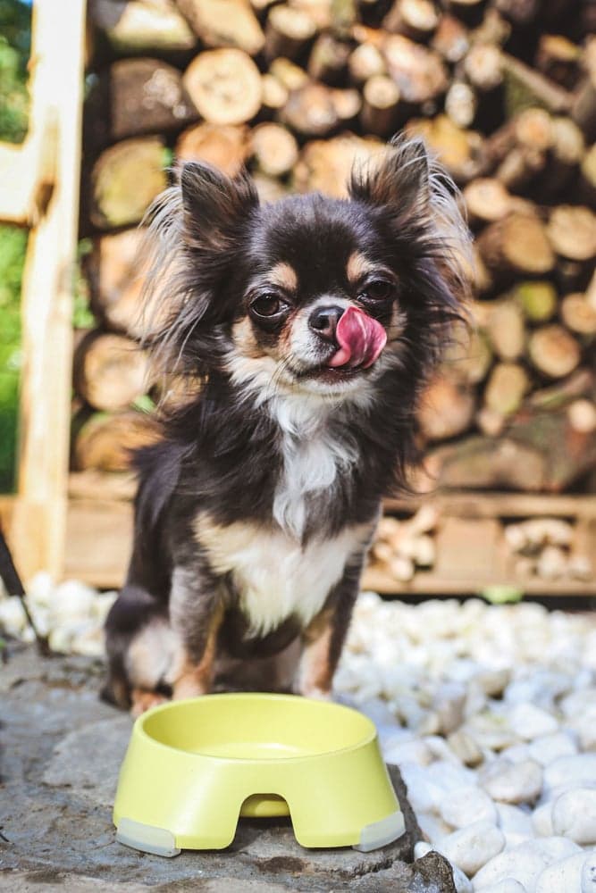 koirankuppi, 400ml, keltainen, view: 1