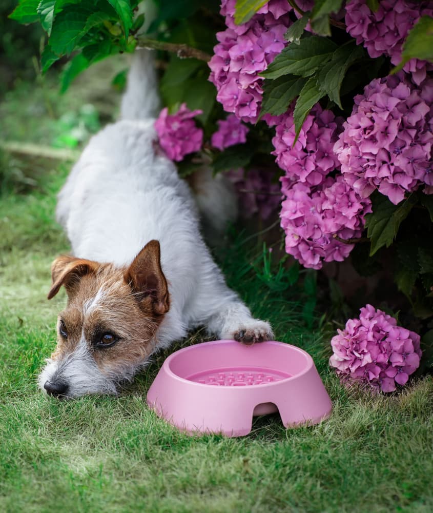 Koirankuppi M 400 ml Beige, view: 1