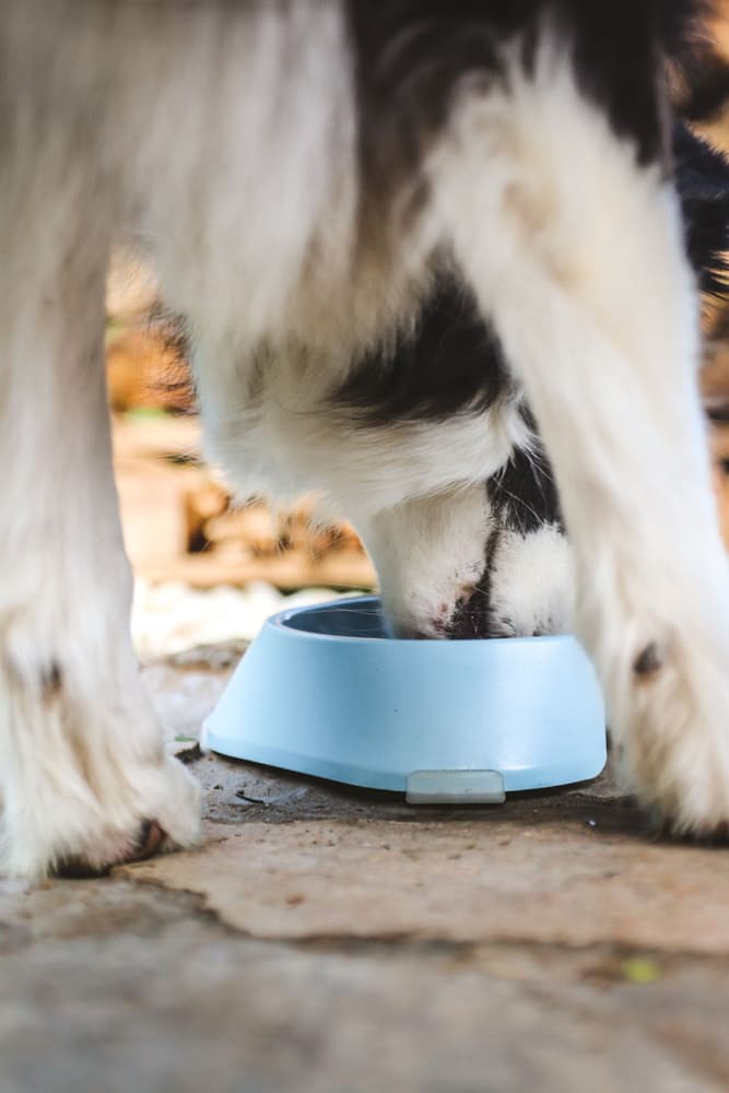 koirankuppi, 400ml, vaaleansininen, view: 2