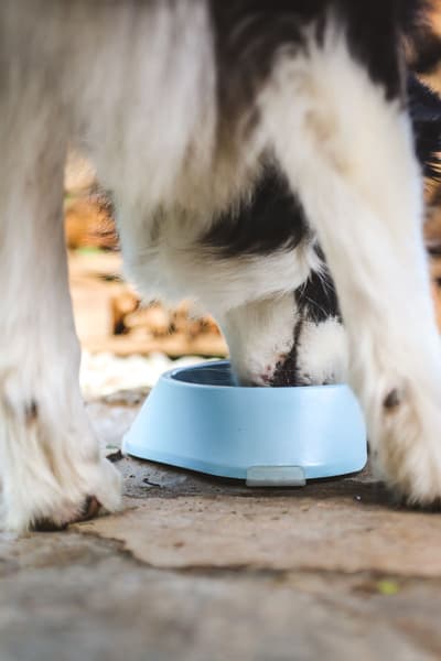 koirankuppi, 400ml, vaaleansininen, view: 2