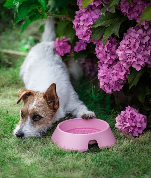 koirankuppi, 700ml, vaaleanpunainen, view: 1