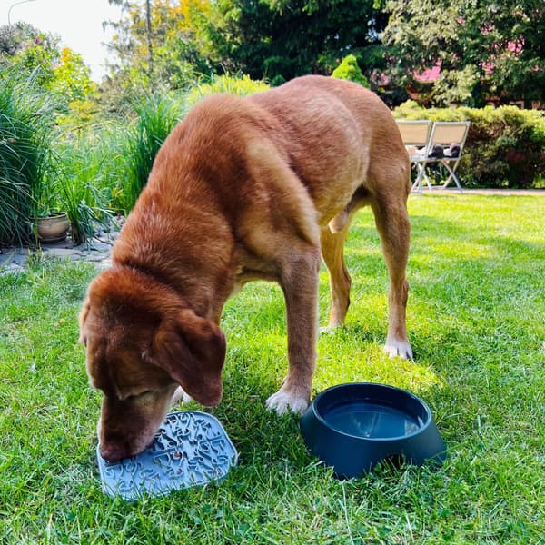 koirankuppi, 700ml, keltainen, view: 2