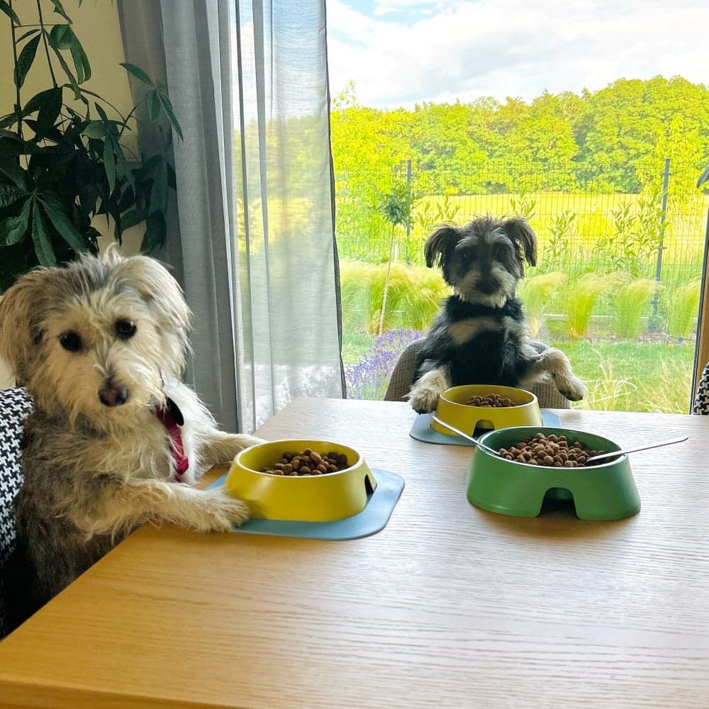 koirankuppi, 200ml, keltainen, view: 2