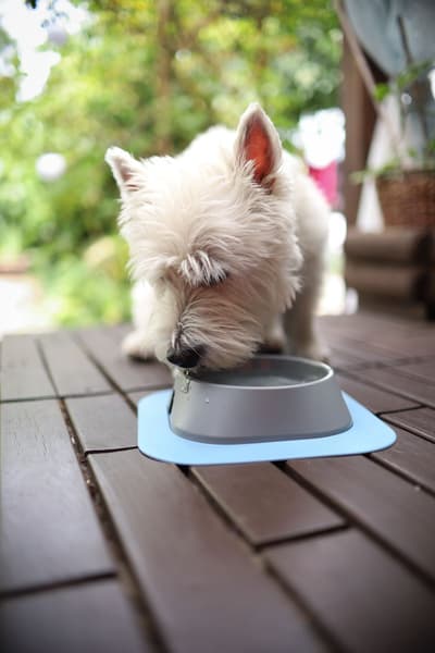 koirankuppi, 200ml, beige, view: 1