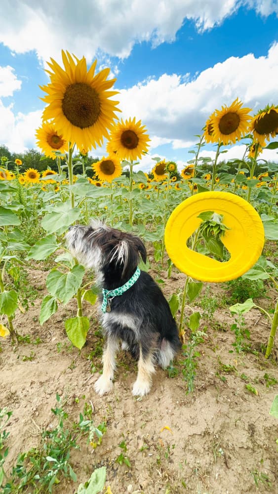kelluva frisbee, 25 cm, vihreä, view: 2