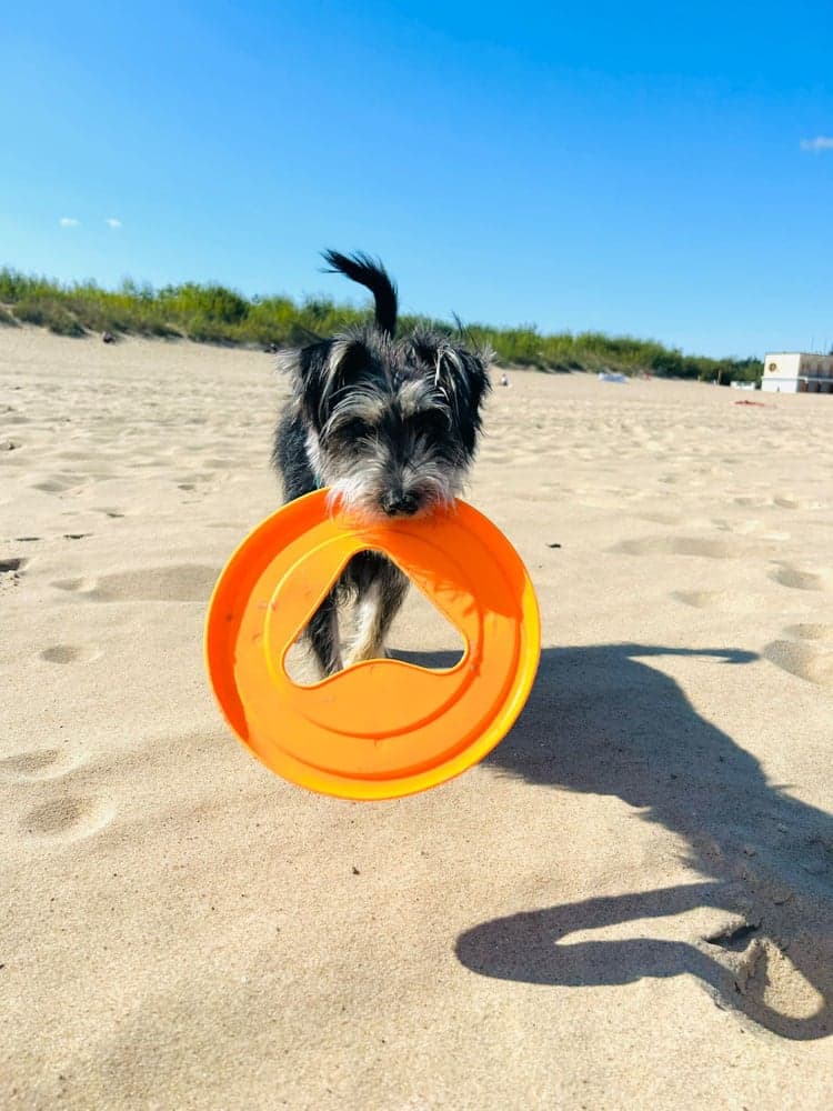 kelluva frisbee, 25 cm, roosa, view: 2