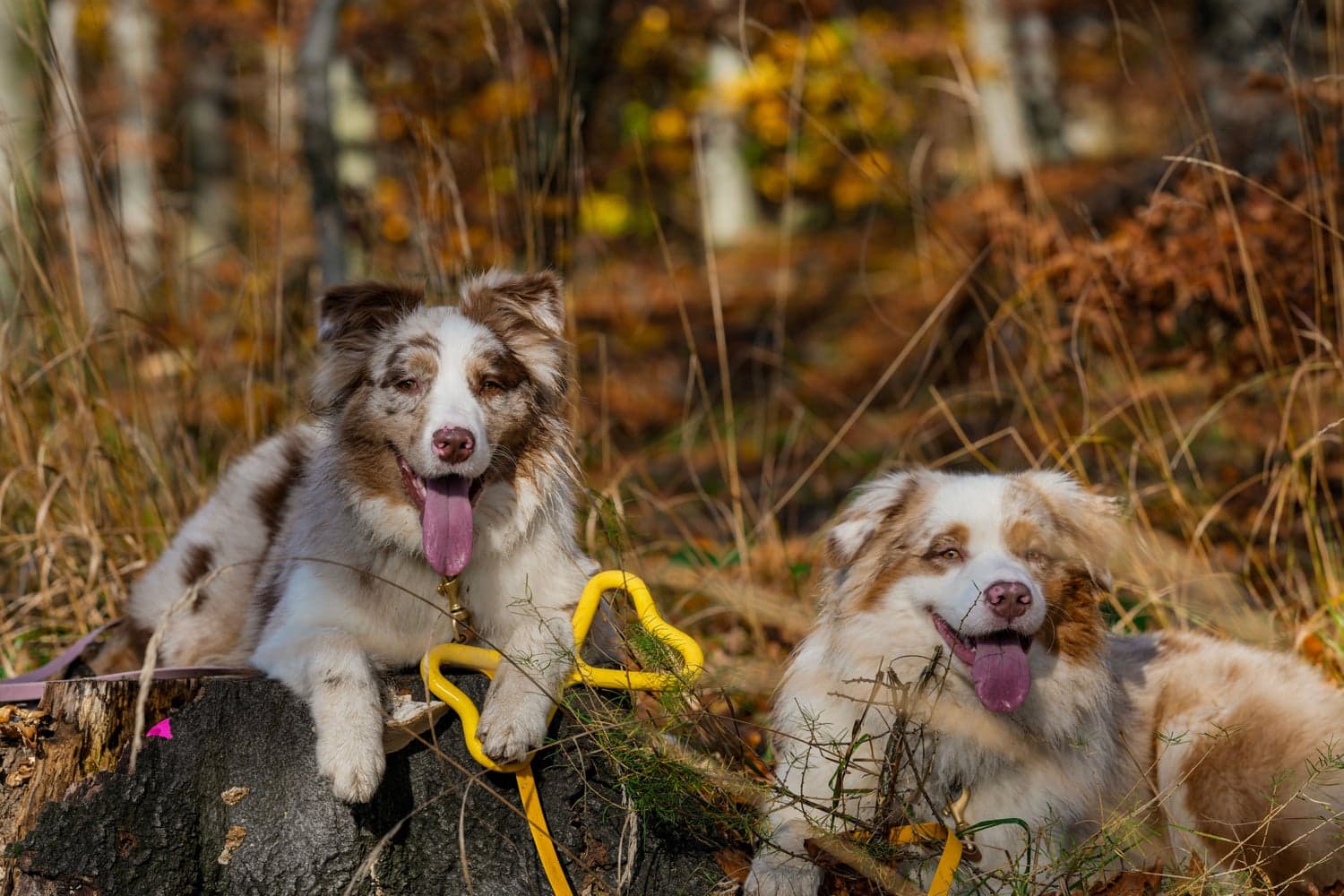 kelluva vetolelu, sininen, view: 2