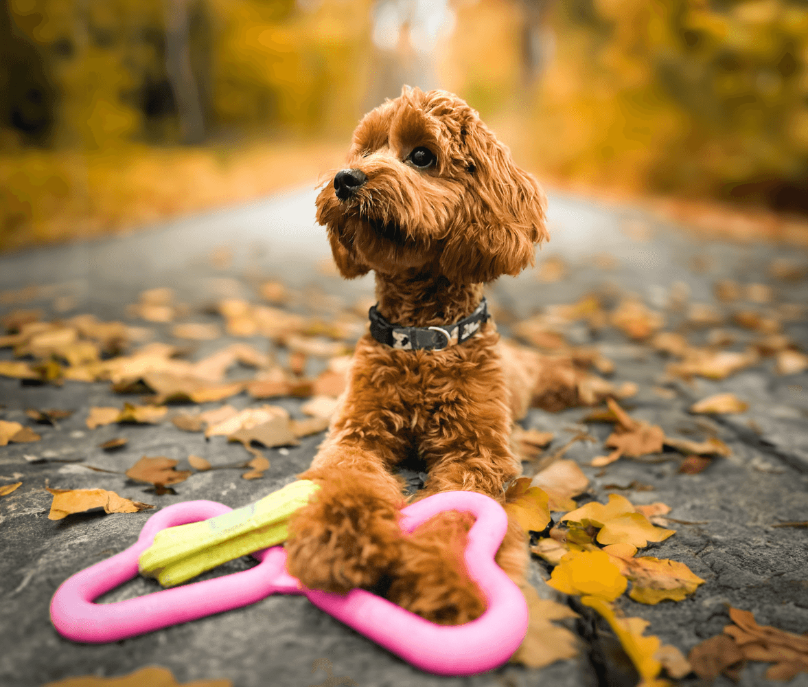 vetolelu, oranssi, view: 1