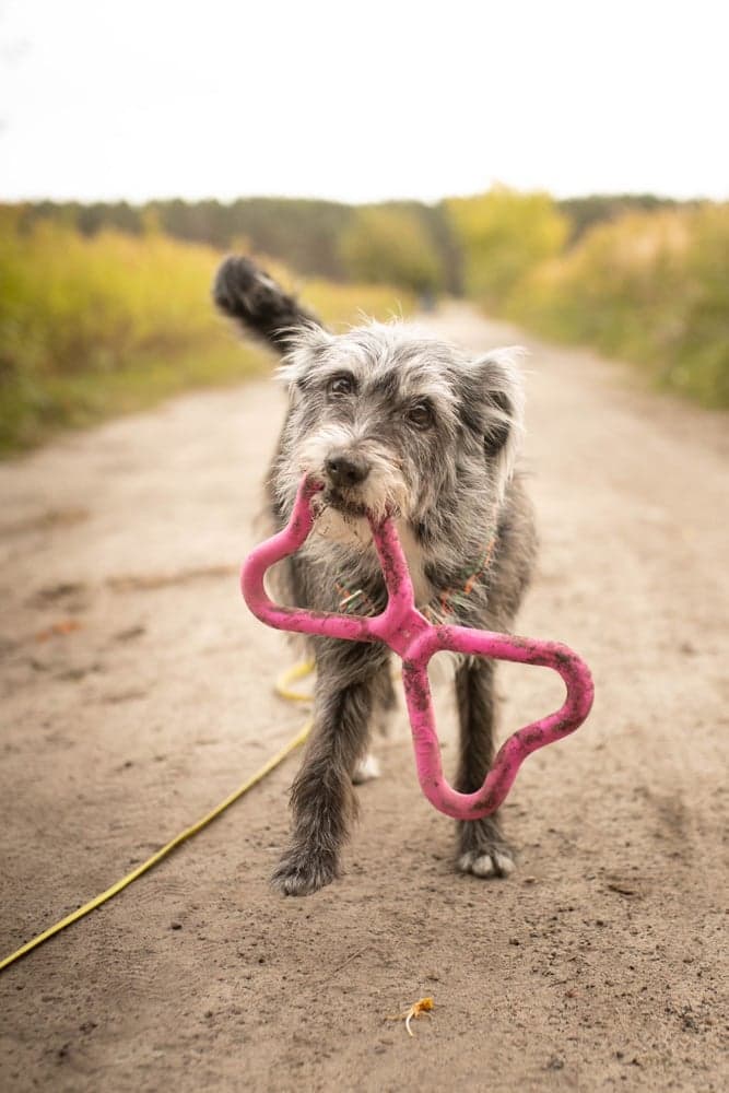 vetolelu, oranssi, view: 2