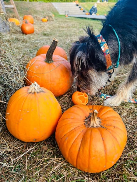 kelluva aktivointipallo, oranssi, view: 4