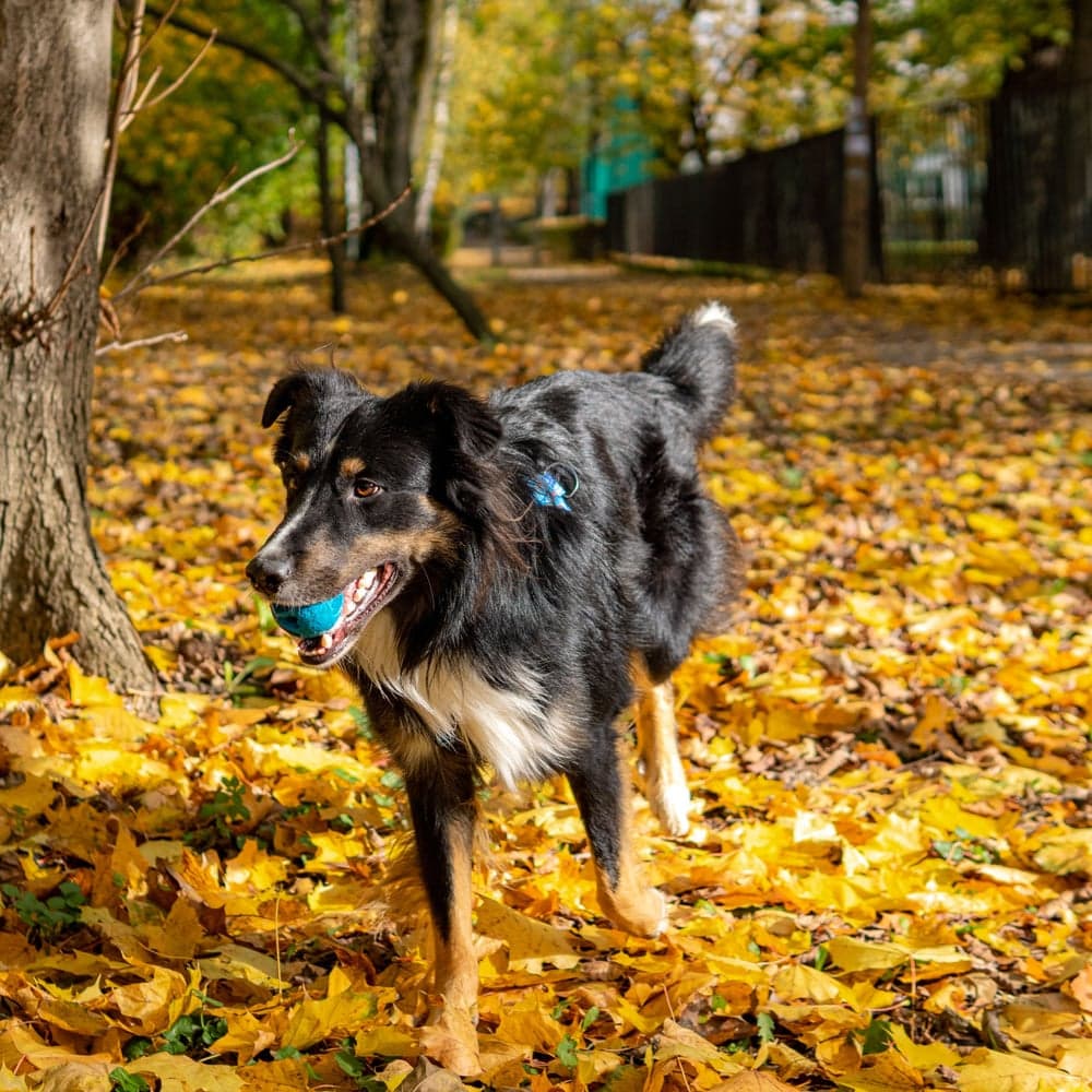 Aktivointipallo Snacks, sininen, view: 2