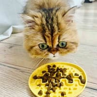 Lollipop Mini ruokamatto, 13 cm, harmaa - view: 2