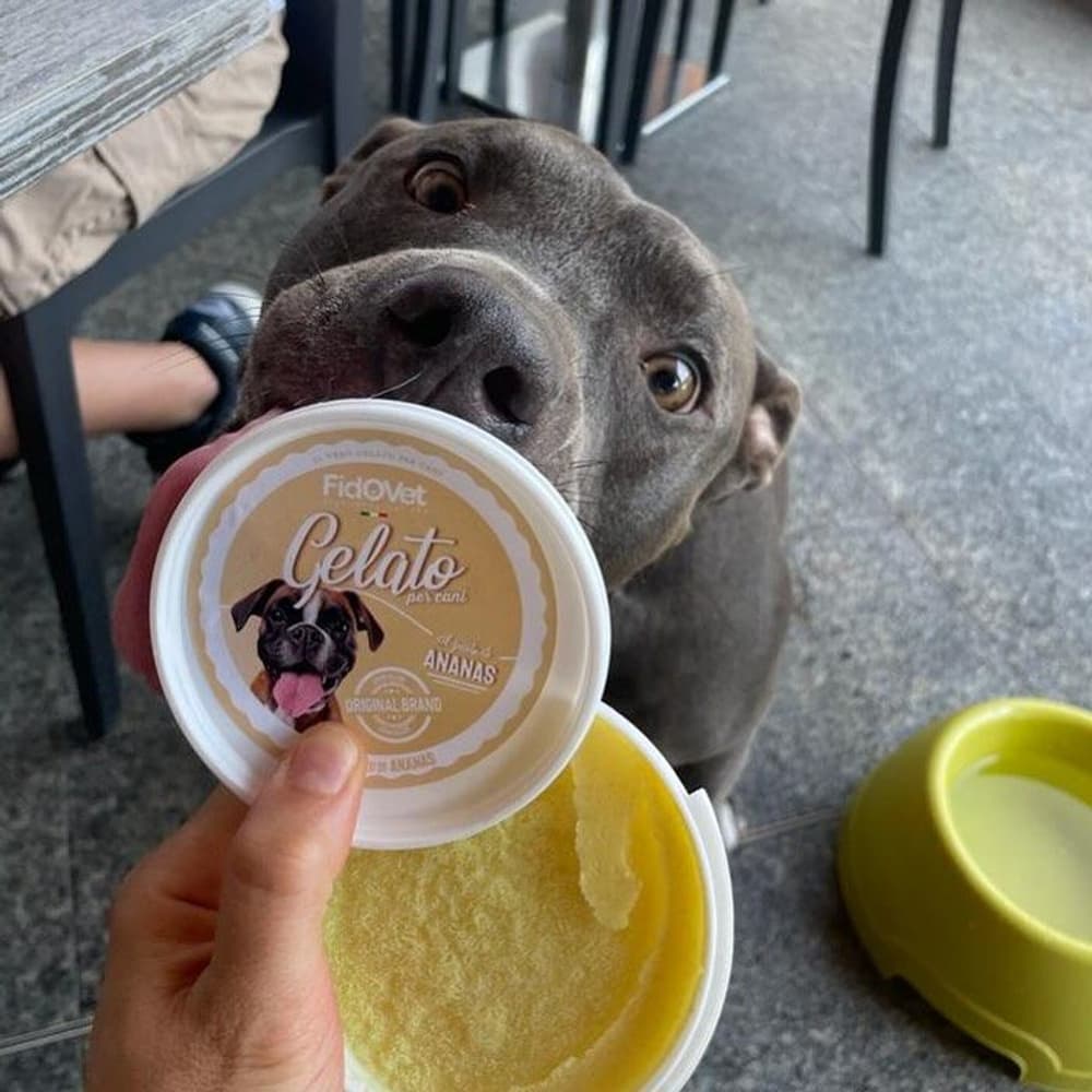 koirien jäätelö Gelato Ananas 40g, view: 2