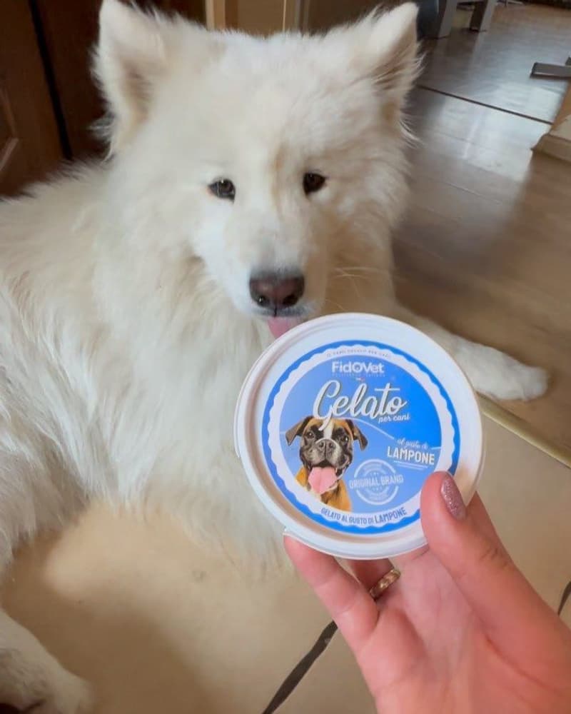 koirien jäätelö Gelato vadelma 40g, view: 2