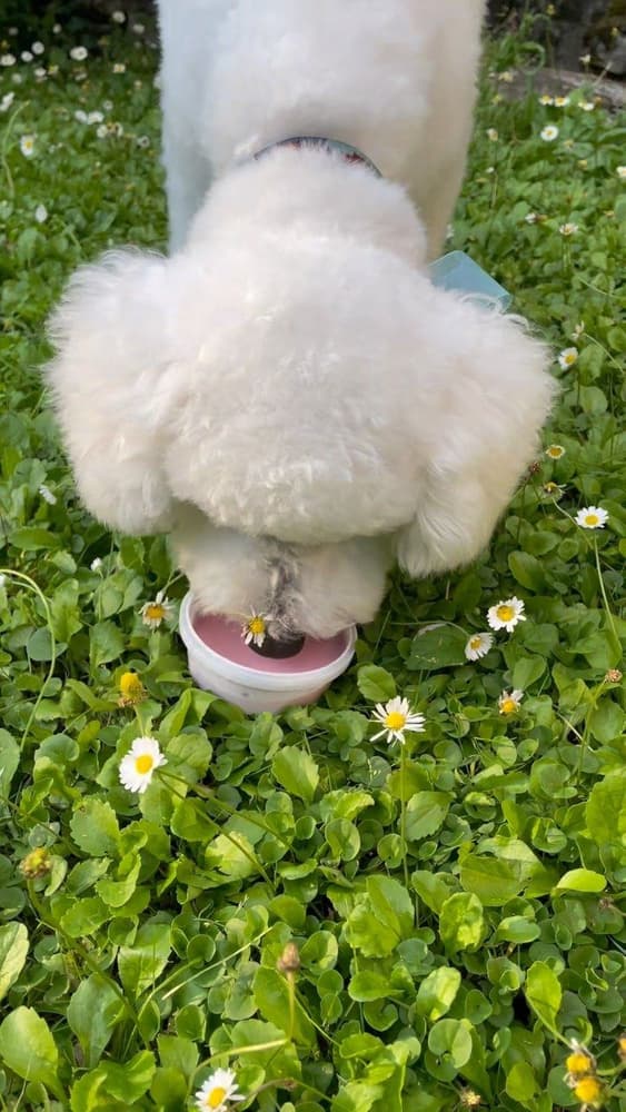koirien jäätelö Gelato vadelma 40g, view: 3