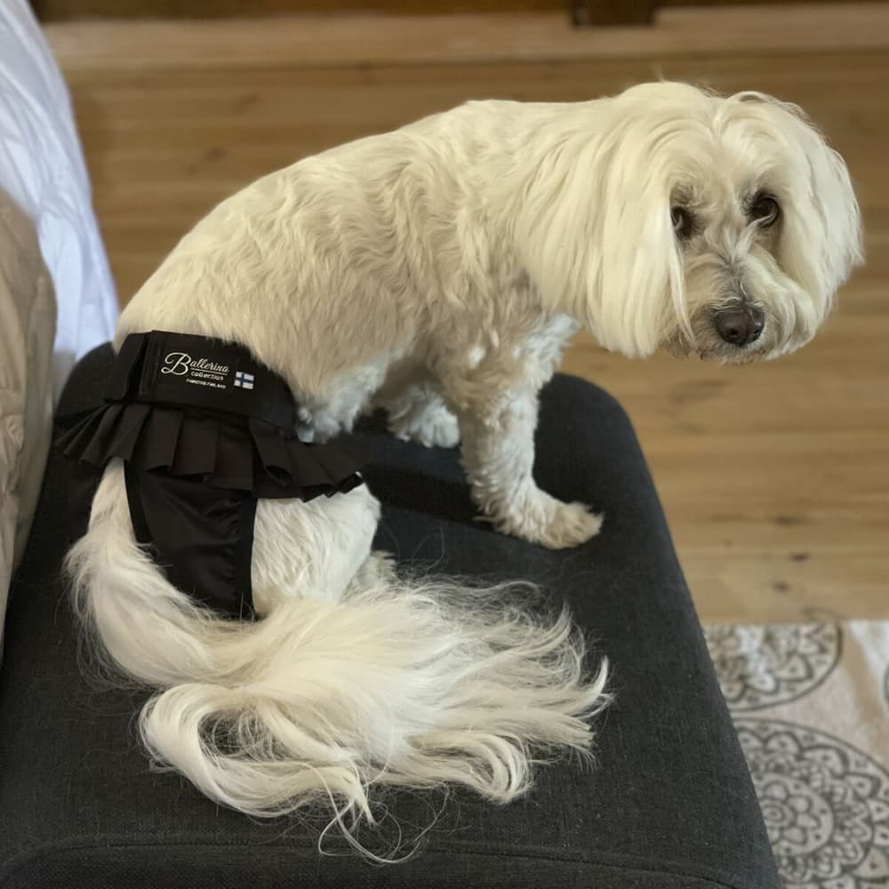 BALLERINA narttujen juoksuhousut, L, musta, view: 5