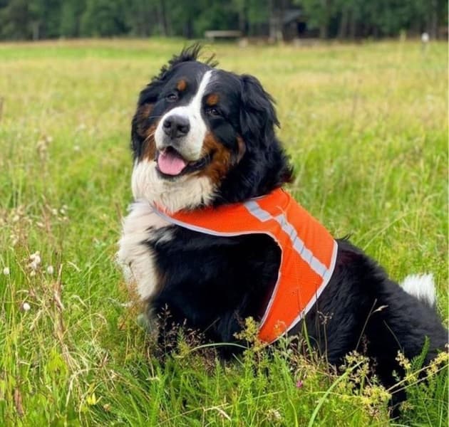 FinNero ATTE huomioliivi, L, oranssi, view: 2