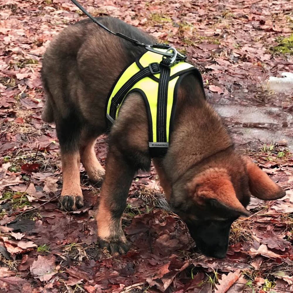 HALI liivivaljaat, musta/keltainen, L, view: 9