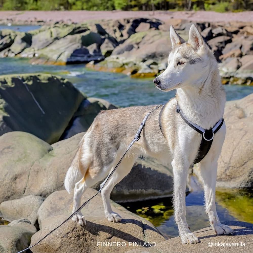 SALO koulutusvaljaat, musta, M, view: 3