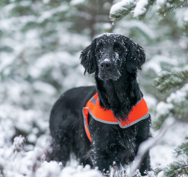 FinNero ATTE huomioliivi, XXL, oranssi, view: 4