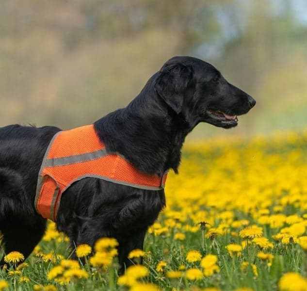 FinNero ATTE huomioliivi, XXL, oranssi, view: 3