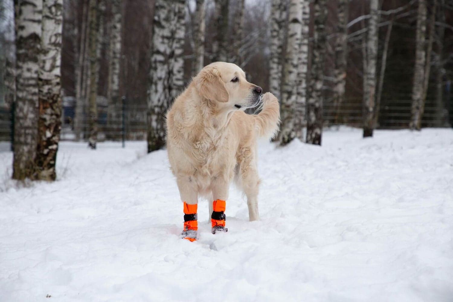 FinNero SULO tossut, M, 2kpl, oranssi, view: 5