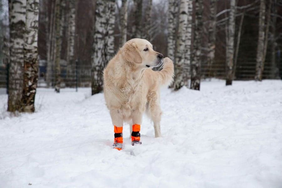 FinNero SULO tossut, M, 2kpl, oranssi, view: 5