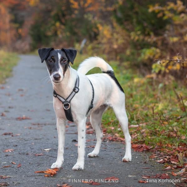 FinNero SALO valjaat, XS, musta, view: 1